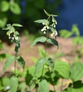 White swallow-wort