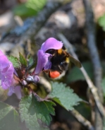 Buff-tailed bumblebee