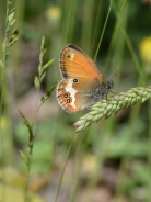 Pearly heath
