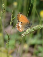 Pearly heath