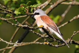 Red-backed shrike 