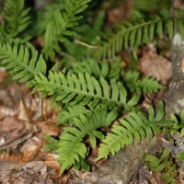 Common polypody