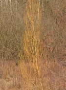 Golden willow