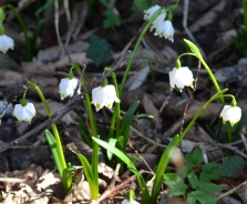 Spring snowflake