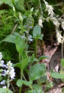 Heath speedwell