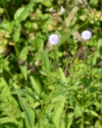 Navadni objed – Succisella inflexa