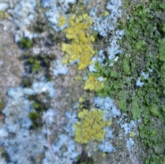 Common orange lichen