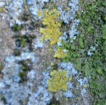 Navadni rumenček - Xanthoria parietina