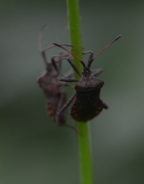 Uhata rusonožka (Pentatoma rufipes)