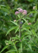 Hemp-agrimony