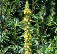 Velecvetni lučnik – Verbascum densiflorum