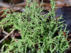 Vilasti jelenovec - Cladonia furcata