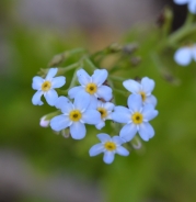 Wood forget-me-not