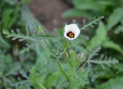 Navadni oslez – Hibiscus trionum L.