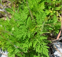Pelinolistna ambrozija – Ambrosia artemisiifolia L