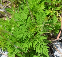 Common ragweed