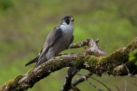 Peregrine falcon 