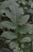 Cabbage thistle