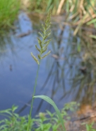 Cockspur grass