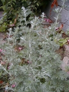 Artemisia comune 