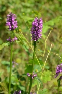 Stregona palustre