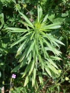 Canadian horseweed