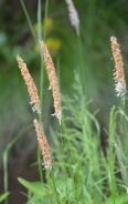 Meadow foxtail