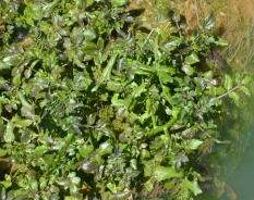 Crescione d'acqua