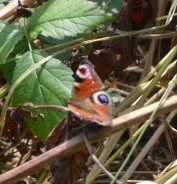 Peacock butterfly