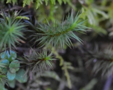 Juniper haircap