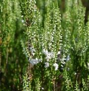 Spomladanska resa – Erica carnea 