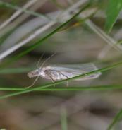 Travniška vešča- Crambus perlella