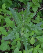 Spear thistle