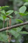 Bird cherry