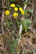 Rough Hawksbeard