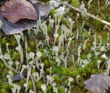 Pebbled cup lichen