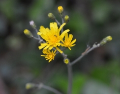 Meadow hawkweed