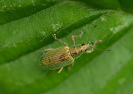 Zeleni rilčkar – Phyllobius virideaeris