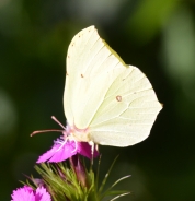 Common brimstone