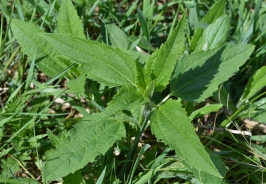 Jerusalem artichoke