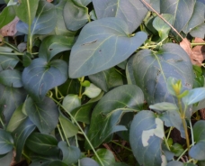 Pervinca maggiore