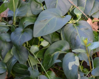 Pervinca maggiore