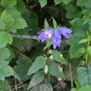 Campanula selvatica