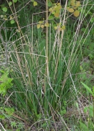 Gramigna altissima