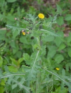 Common sowthistle