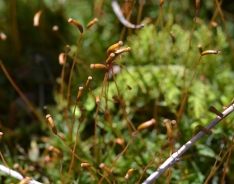 Tamarišolistni mah - Thuidium tamariscinum (T. tamariscifolium)