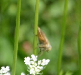 Dark giant horsefly