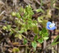 Veronica comune