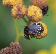  Pisana stenica – Eurydema ventrale