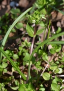 Thyme-leaf sandwort